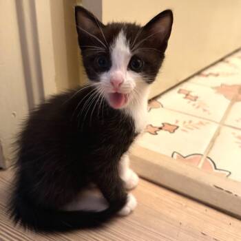 Domestic Short Hair Cats Available for Adoption in Austin, Texas - Oreo 5 | PetCurious