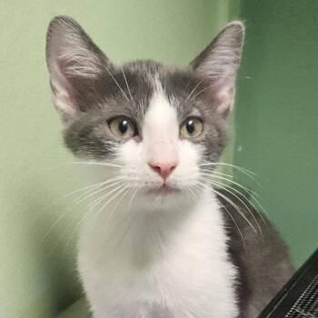 Domestic Short Hair Cats Available for Adoption in Austin, Texas - Poki | PetCurious