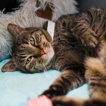 Hillary -  Domestic Short Hair Cat for Adoption in Columbus, Ohio - Hillary | PetCurious