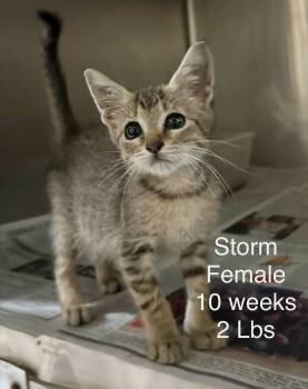 Storm - Sweet and affectionate -  Domestic Short Hair Cat for Adoption in Muskego, Wisconsin - Storm - Sweet And Affectionate | PetCurious