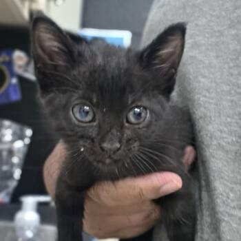 Emerald -  Domestic Short Hair Cat for Adoption in Ardmore, Oklahoma - Emerald | PetCurious