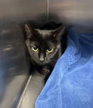 Domestic Short Hair Cats Available for Adoption - Sabrina | PetCurious