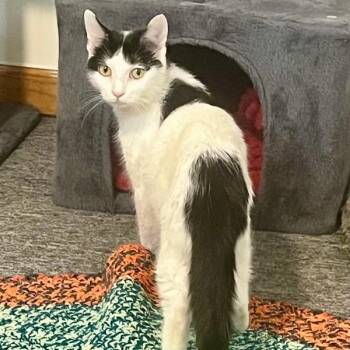 Penny -  Domestic Short Hair Cat for Adoption in Des Moines, Iowa - Penny | PetCurious