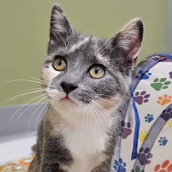 Otter -  Domestic Short Hair Cat for Adoption in Endicott, New York - Otter | PetCurious