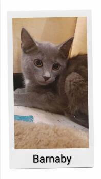 Barnaby -  Domestic Short Hair Cat for Adoption in Caistor Centre, Ontario - Barnaby | PetCurious