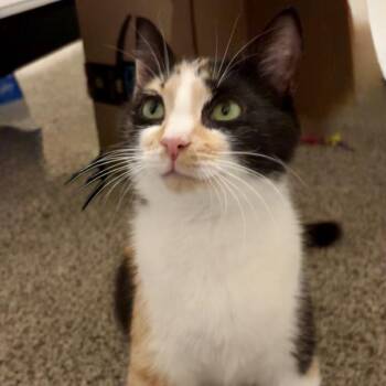 Callie -  Domestic Short Hair Cat for Adoption in Reisterstown, Maryland - Callie | PetCurious