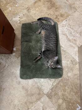 Rescue Tabby Cats for Adoption in Palmetto Bay, Florida - Christina | PetCurious