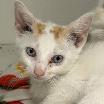Peter -  Domestic Medium Hair Cat for Adoption in Jeffersonville, Indiana - Peter | PetCurious
