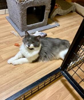 Domestic Short Hair Cats Available for Adoption in Mississauga, Ontario - Tiller-Pet Valu Brampton | PetCurious