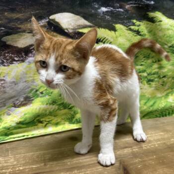 Wildcat -  Domestic Short Hair Cat for Adoption in Normal, Illinois - Wildcat | PetCurious