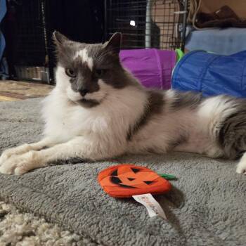 Domestic Long Hair and Ragdoll Cats Available for Adoption in Raritan, New Jersey - Dolly | PetCurious
