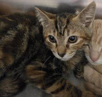 KITTEN KIWI -  Domestic Short Hair Cat for Adoption in Auburn, California - KITTEN KIWI | PetCurious