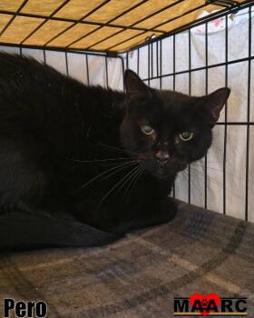 Domestic Short Hair Cats Available for Adoption in Maryville, Tennessee - Pero | PetCurious