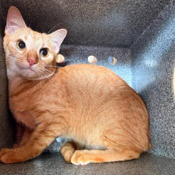 Domestic Short Hair Cats Available for Adoption in Birmingham, Alabama - Talli | PetCurious