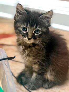 Nigiri -  Domestic Short Hair Cat for Adoption in Orlando, Florida - Nigiri | PetCurious