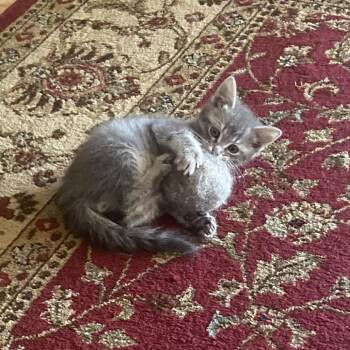 Alfie -  Domestic Short Hair Cat Available for Adoption in Columbus, North Carolina - Alfie | PetCurious