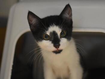 Asiago -  Domestic Short Hair Cat for Adoption in Portland, Oregon - Asiago | PetCurious
