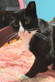 Fern -  Domestic Short Hair Cat for Adoption in North Babylon, New York - Fern | PetCurious