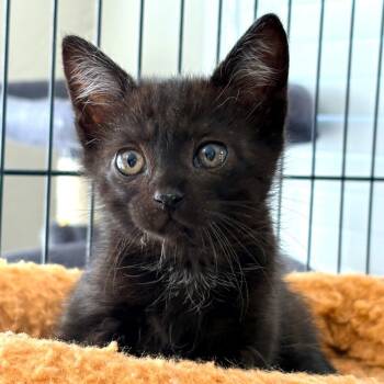 Nellie -  Domestic Short Hair Cat for Adoption in Blackfoot, Idaho - Nellie | PetCurious