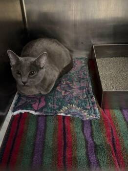 Domestic Short Hair Cats Available for Adoption - Kira | PetCurious