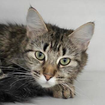 Runts -  Domestic Medium Hair Cat for Adoption in Cumming, Georgia - Runts | PetCurious