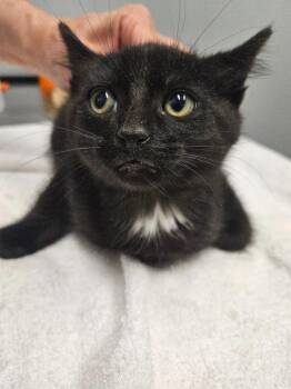 Lexi -  Domestic Short Hair Cat for Adoption in Bloomington, Indiana - Lexi | PetCurious