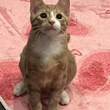 Domestic Short Hair Cats Available for Adoption - Chester  | PetCurious