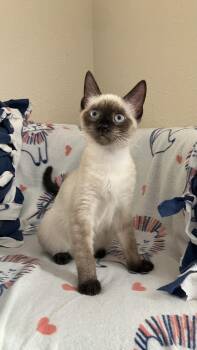 Siamese Cats Available for Adoption in Cleveland, Ohio - Marshmellow | PetCurious