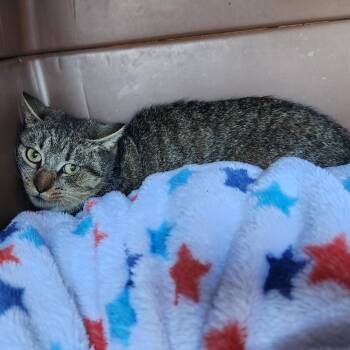 Domestic Short Hair Cats Available for Adoption in Sandy Springs, Georgia - Remy | PetCurious