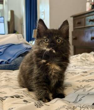 Izzy -  Tortoiseshell Cat for Adoption in East Amherst, New York - Izzy | PetCurious