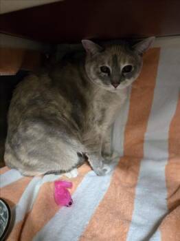 Domestic Short Hair Cats Available for Adoption - SNOW WHITE | PetCurious