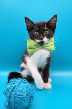 Costa -  Domestic Short Hair and Tuxedo Cat for Adoption in Magnolia Springs, Alabama - Costa | PetCurious