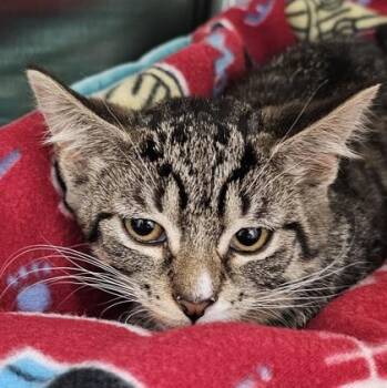 Genevieve -  Domestic Short Hair Cat Available for Adoption in Schenectady, New York - Genevieve | PetCurious