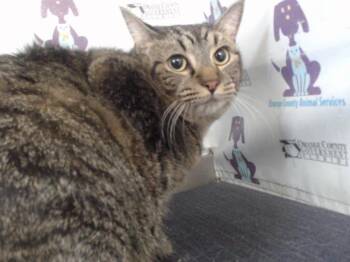 MIA -  Domestic Short Hair Cat for Adoption in Orlando, Florida - MIA | PetCurious