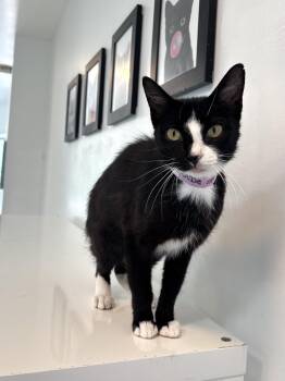 Rescue Domestic Short Hair Cats for Adoption in Chicago, Illinois - Bebe Stevens | PetCurious