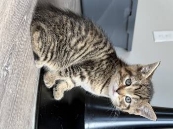 Treble -  Domestic Short Hair Cat for Adoption in Hershey, Pennsylvania - Treble | PetCurious