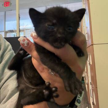 Domestic Short Hair Cats Available for Adoption in Lake Jackson, Texas - Hexa | PetCurious