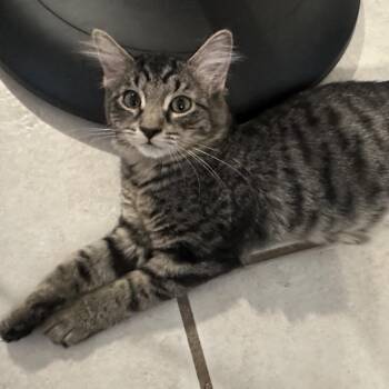 Loki -  Domestic Short Hair Cat for Adoption in Layton, Utah - Loki | PetCurious