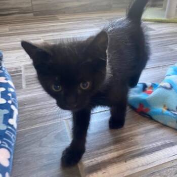 Ink -  Domestic Medium Hair Cat for Adoption in West Des Moines, Iowa - Ink | PetCurious
