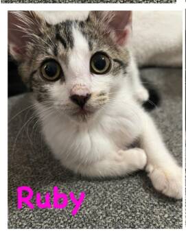 Ruby -  Domestic Short Hair Cat for Adoption in Vancouver, Washington - Ruby | PetCurious