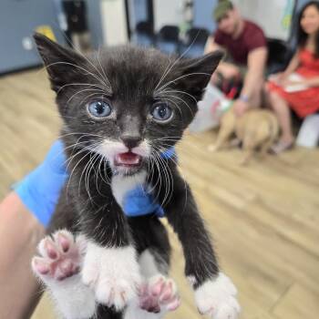 Dos -  Domestic Short Hair Cat for Adoption in Newark, New Jersey - Dos | PetCurious