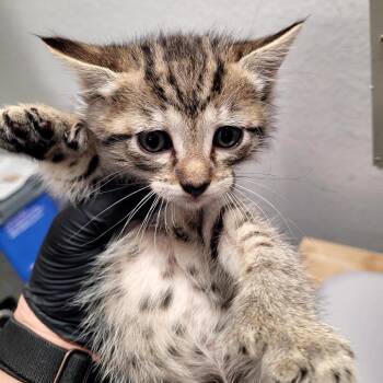 Reptar (Grey) -  Domestic Short Hair Cat for Adoption in Belfair, Washington - Reptar (Grey) | PetCurious