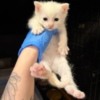 Neal Page -  Domestic Short Hair Cat for Adoption in Granville, Ohio - Neal Page | PetCurious