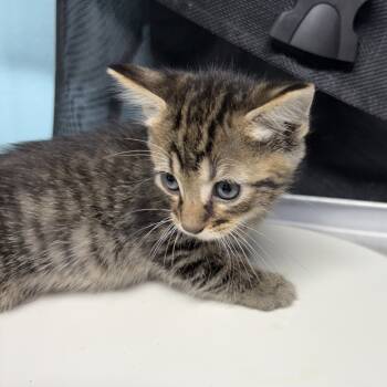 Rescue Domestic Short Hair Cats for Adoption in Jefferson City, Tennessee - McStuffin | PetCurious