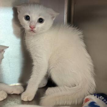 Toulouse -  Domestic Short Hair Cat for Adoption in Liberty, Missouri - Toulouse | PetCurious