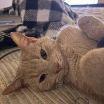 Glinda (Urgent foster or adopter needed) -  American Shorthair Cat for Adoption in New York, New York - Glinda (Urgent Foster Or Adopter Needed) | PetCurious