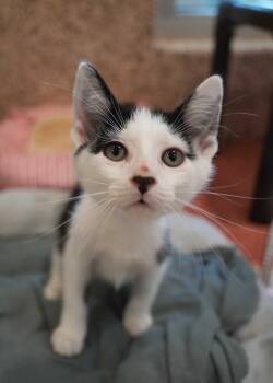 Vacuum 63838 -  Domestic Short Hair Cat for Adoption in Aiken, South Carolina - Vacuum 63838 | PetCurious