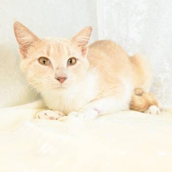 Domestic Short Hair Cats Available for Adoption in Mobile, Alabama - Mindy | PetCurious