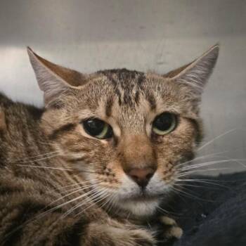 Freckles -  Domestic Short Hair Cat for Adoption in Kennebunk, Maine - Freckles | PetCurious