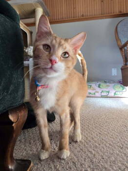 Rescue Domestic Short Hair Cats for Adoption in Albany, Wisconsin - Pedro | PetCurious